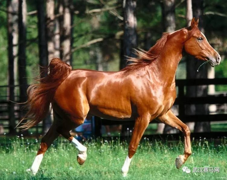 汗血宝马,学名阿哈尔捷金马(拉丁学名:akhal-teke horses),原产于土