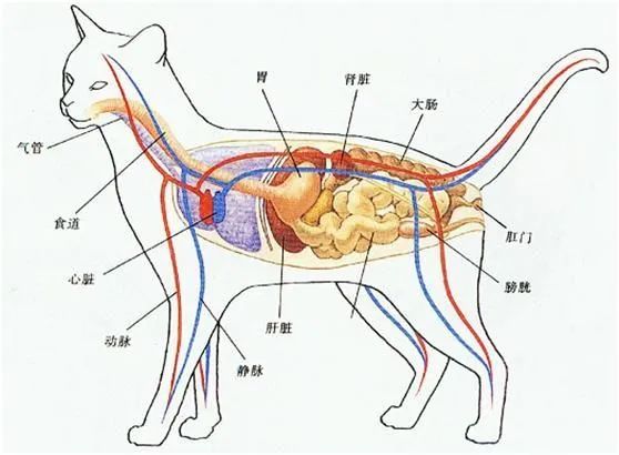 铲屎官就是通过按压膀胱和大肠的方式来辅助瘫痪猫排便.