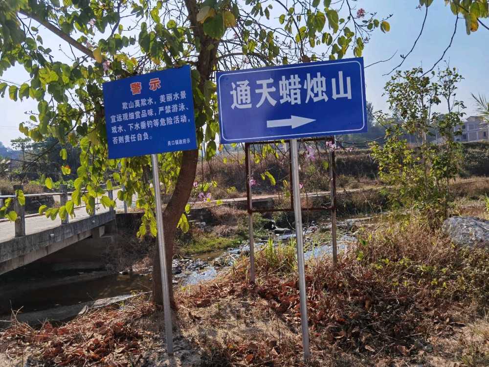 广州从化通天蜡烛冬天来了风景不一样,开花季节最好每年4月份来