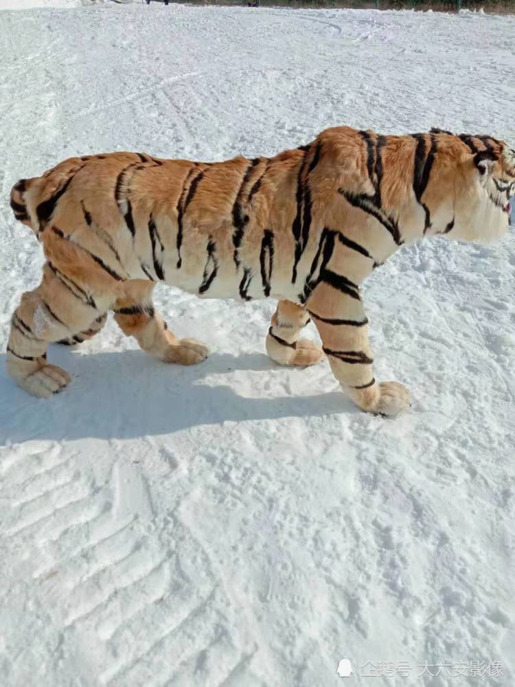 雪中老虎(模型)