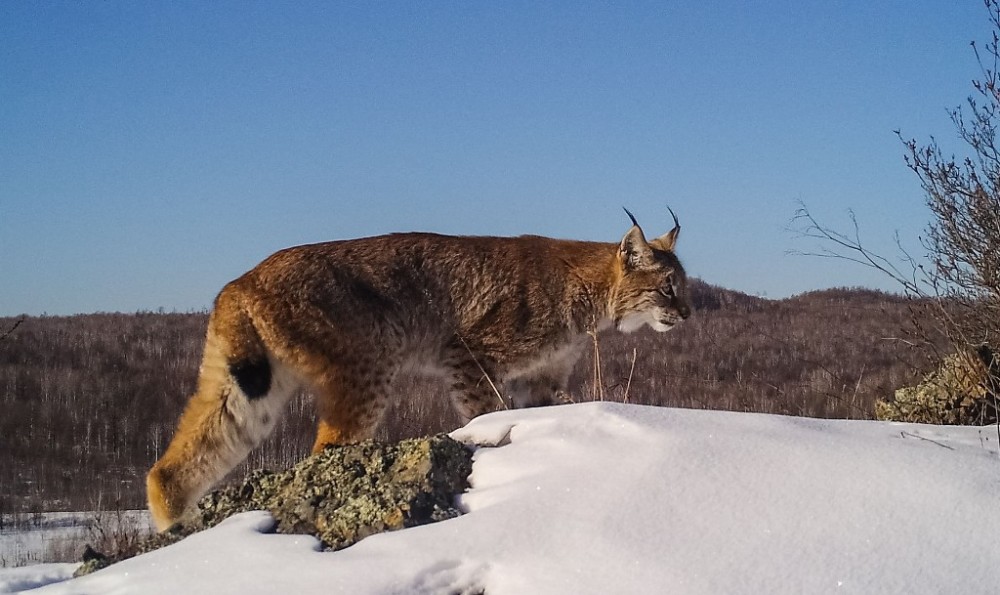 猞猁!大兴安岭砍都河国家湿地公园有珍稀野生动物出没