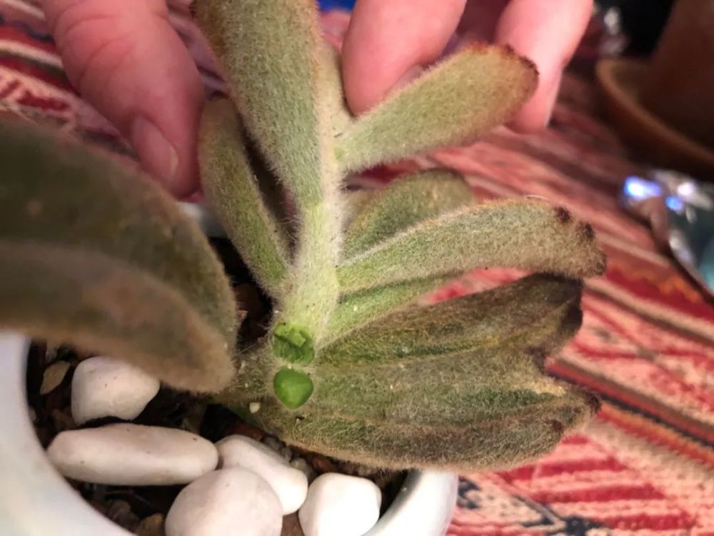 月兔耳后期养护也比较简单,无论是叶插繁殖还是茎插繁殖,都可以选择
