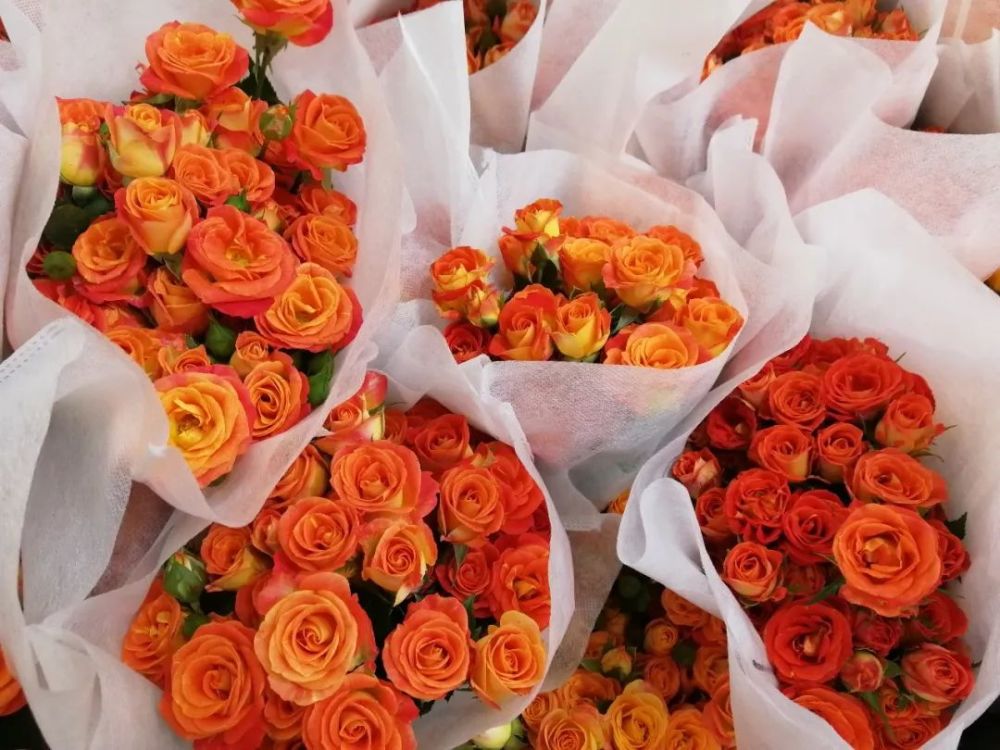 橙色的泡泡花型,通常一枝基本上有十几个花苞,特别大,如果玫瑰按枝来