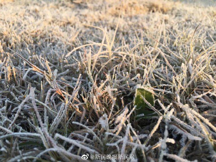 晶莹剔透上海冬日晨霜也太美了