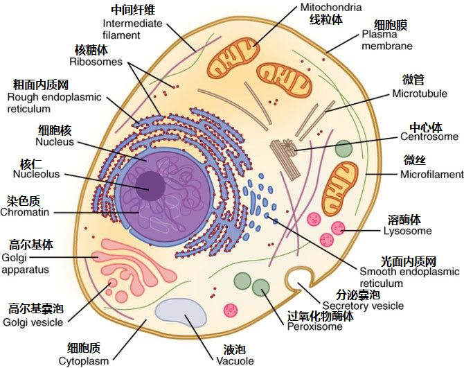 动物细胞的亚显微结构模式图(图片来源网络,其中汉语标注为作者自绘)