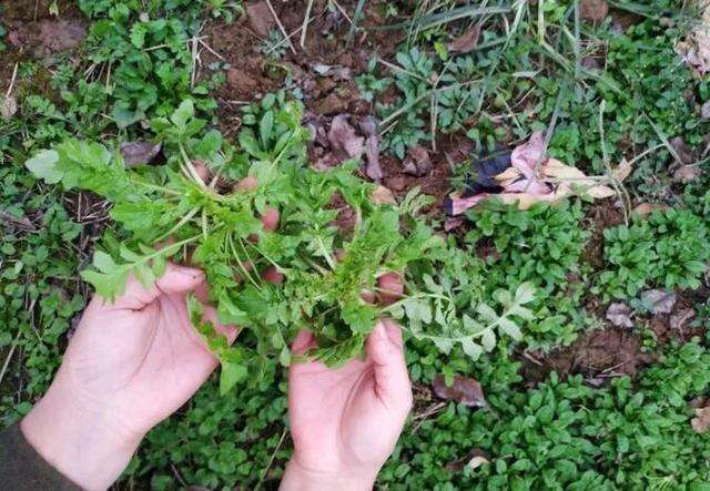 路旁野生地菜12月正鲜嫩挖一盆回家包饺子吃最美味