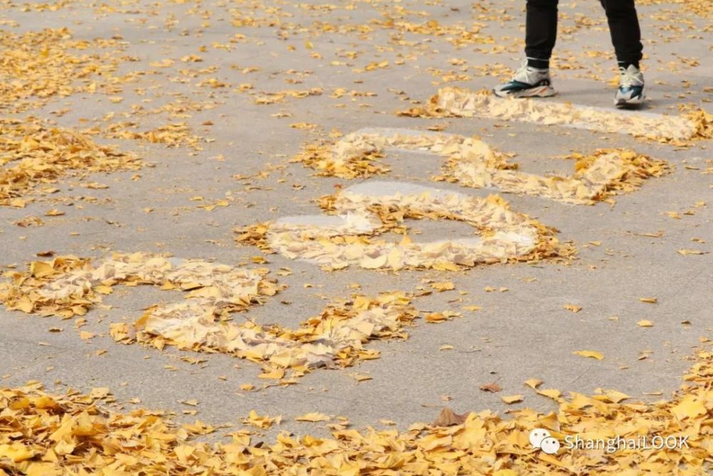 比不上肉眼看到的让人动容 音乐广场上的落叶堆叠起来不见空白之地