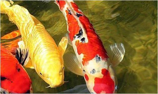 梦境的深意，周公解梦之梦见别人送我炸好的鱼