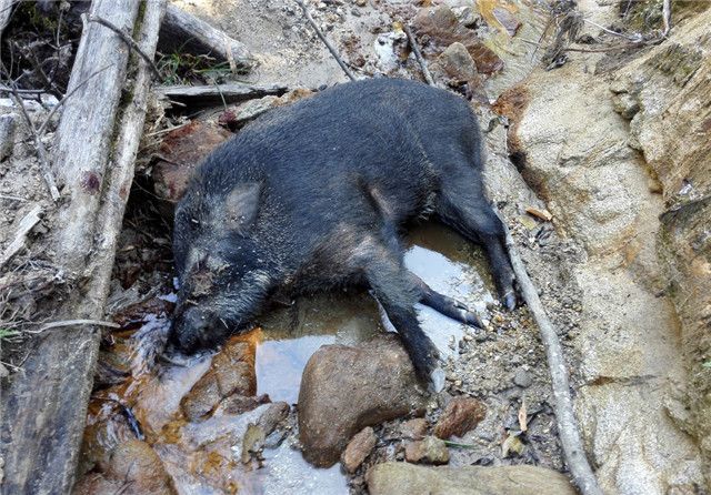 "北京林业大学野生动物研究所教授时坤说, 猕猴是国家二级保护野生