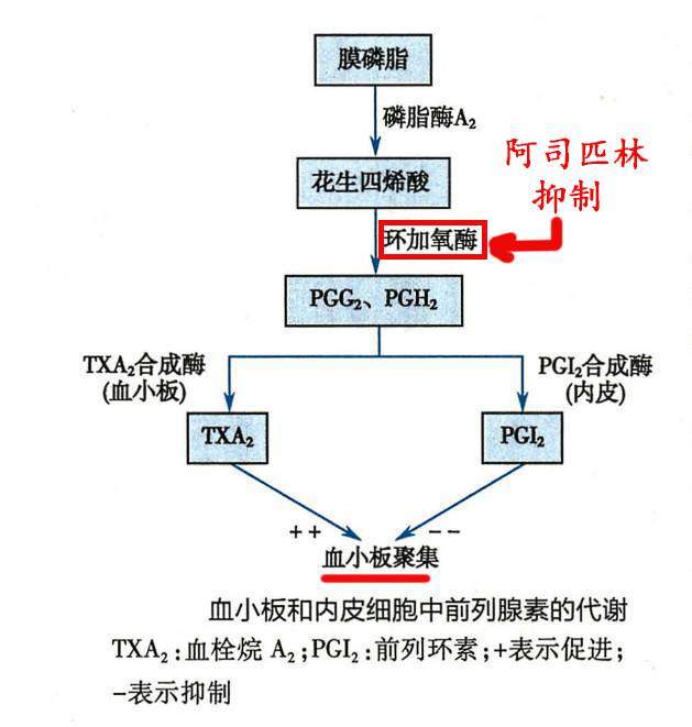 人到中年每天都吃阿司匹林可以预防颈动脉斑块吗