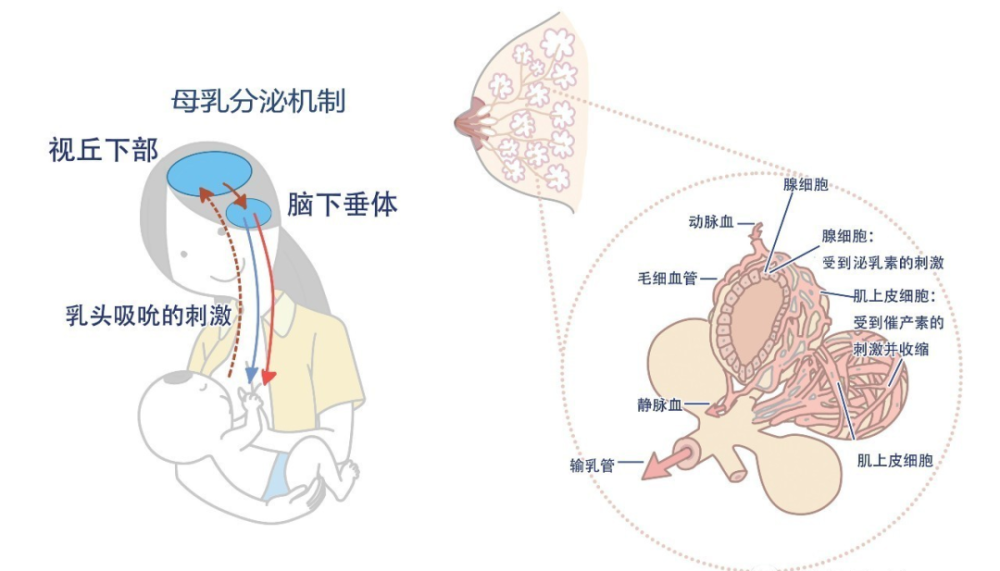 吸奶次数与泌乳量