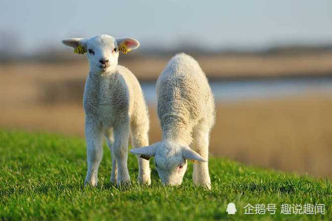 什么羊相成语_成语故事图片(3)