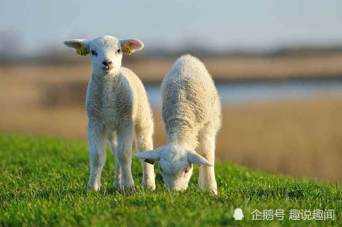 一个狼一个羊是什么成语_狼和人什么成语(2)