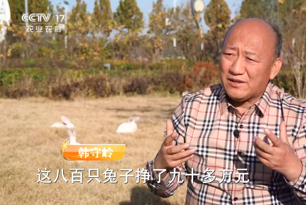 这一年,800只伊高乐祖代种兔,共繁育出3万多只伊高乐父母代种兔.