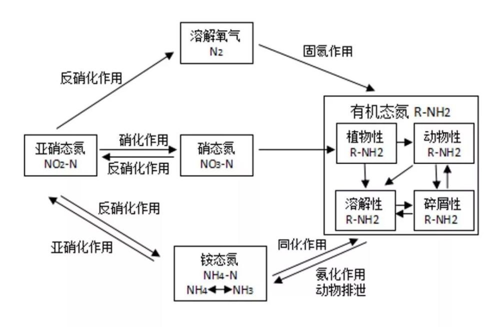 氮的循环是水产养殖生态系统中物质循环的重要环节,氮在水中存在的