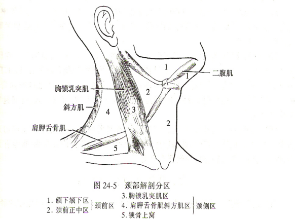 我们的颈部有颈前区与颈侧区,其中颈前区包括颌下颏下区和颈前正中区