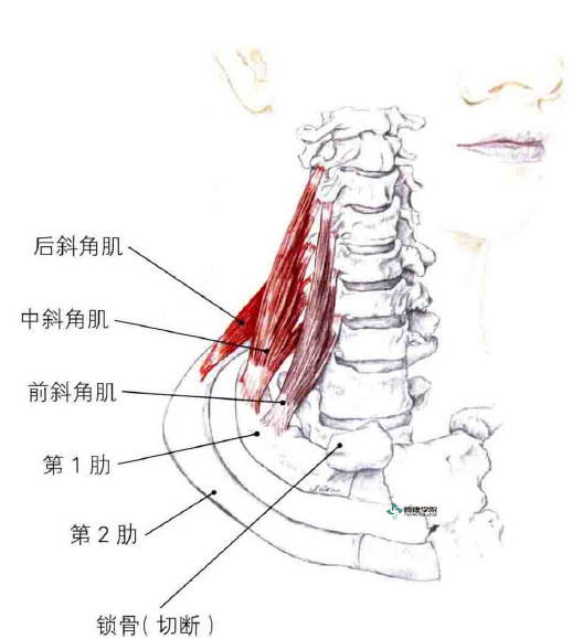 拉伸斜角肌