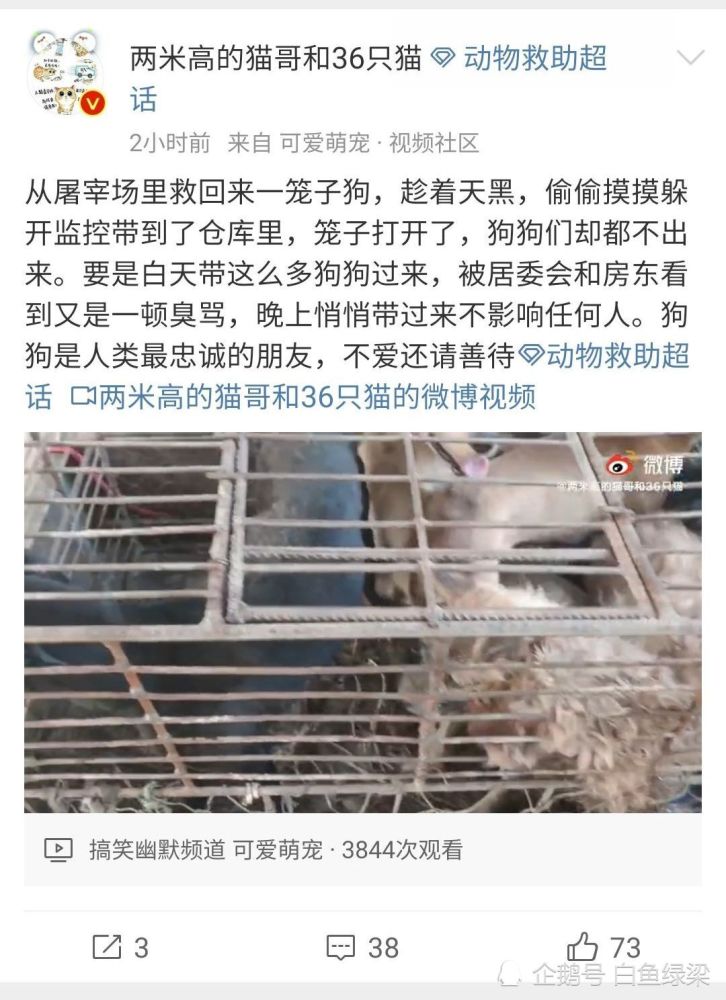 言语之中又是极端爱狗人士自带的满满的优越感,本来一件违法违纪的