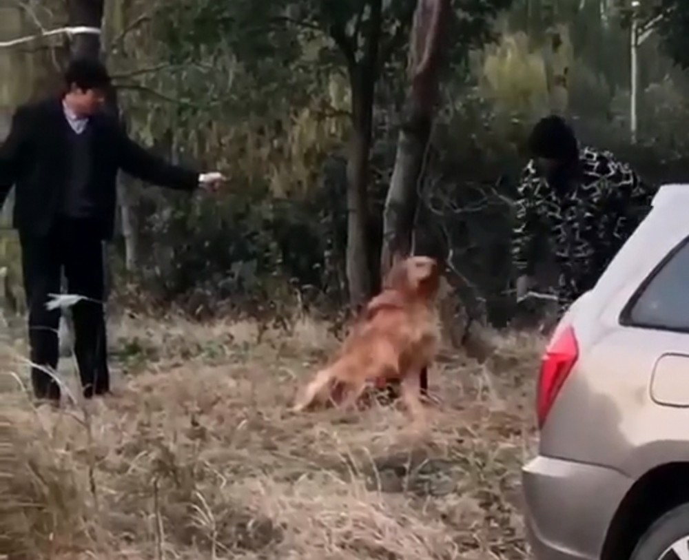 芜湖中年男女虐狗,女子用菜刀背猛砍金毛脸部,手段凶残令人发指