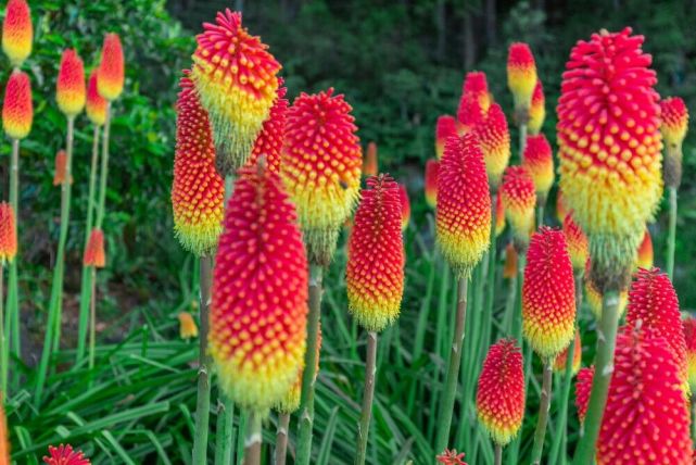 耐寒耐热的火炬花,花朵长得像芦荟的花,但很少人养