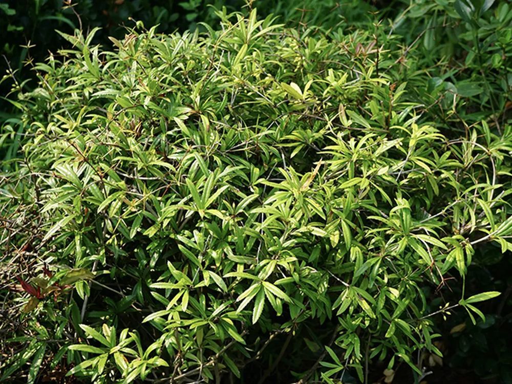 植物,比如葎草(民间俗称锯锯藤)就是如此,它一身长满了刺细小的倒钩刺