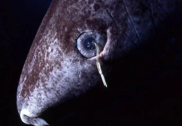 它们可以长期的不进食 被吃掉的眼睛 很多照片中的格陵兰鲨 眼睛是没