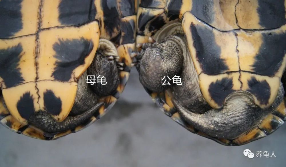 以市面上最常见的巴西龟为例.雄龟位于靠近尾巴的位置.