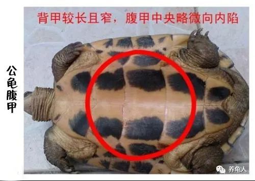 有朋友养了很多年的乌龟分不出公母,如何鉴定宠物龟的