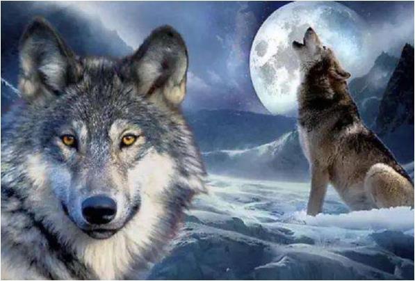 梦境迷雾，解析我梦见我老婆被狗追的不见了我到处找的吉凶寓意