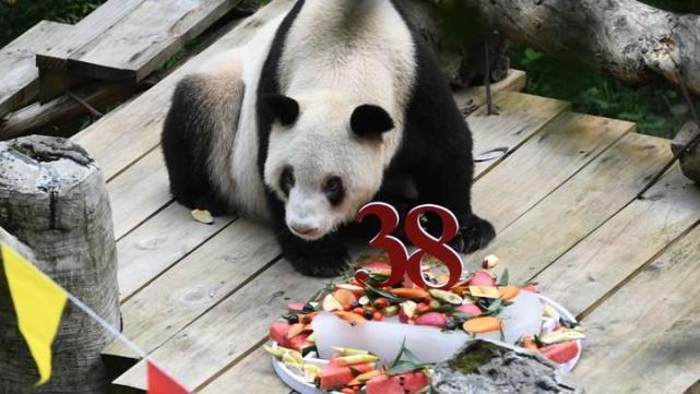 世界上最长寿人工饲养熊猫滚滚去世,享年38岁零4个月|大熊猫|长寿