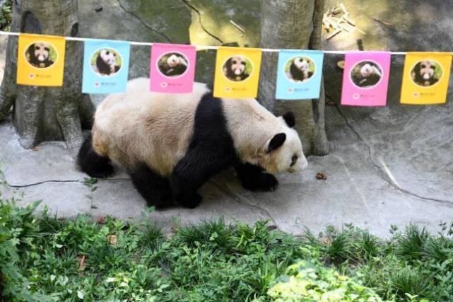 世界上最长寿人工饲养熊猫滚滚去世,享年38岁零4个月|动物园|大熊猫