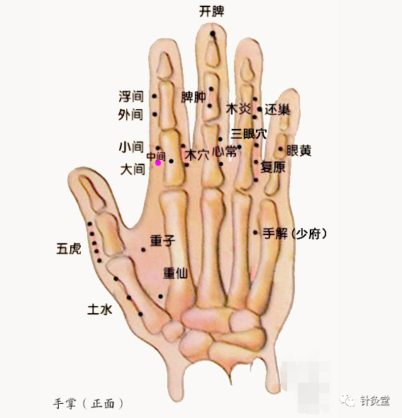 董氏奇穴:中间穴【穴位讲解】