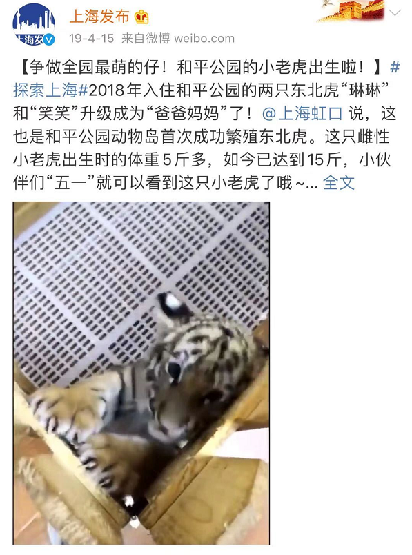▼2019年7月,和平公园 首次成功繁殖的东北小奶虎,暑假生活曝光.