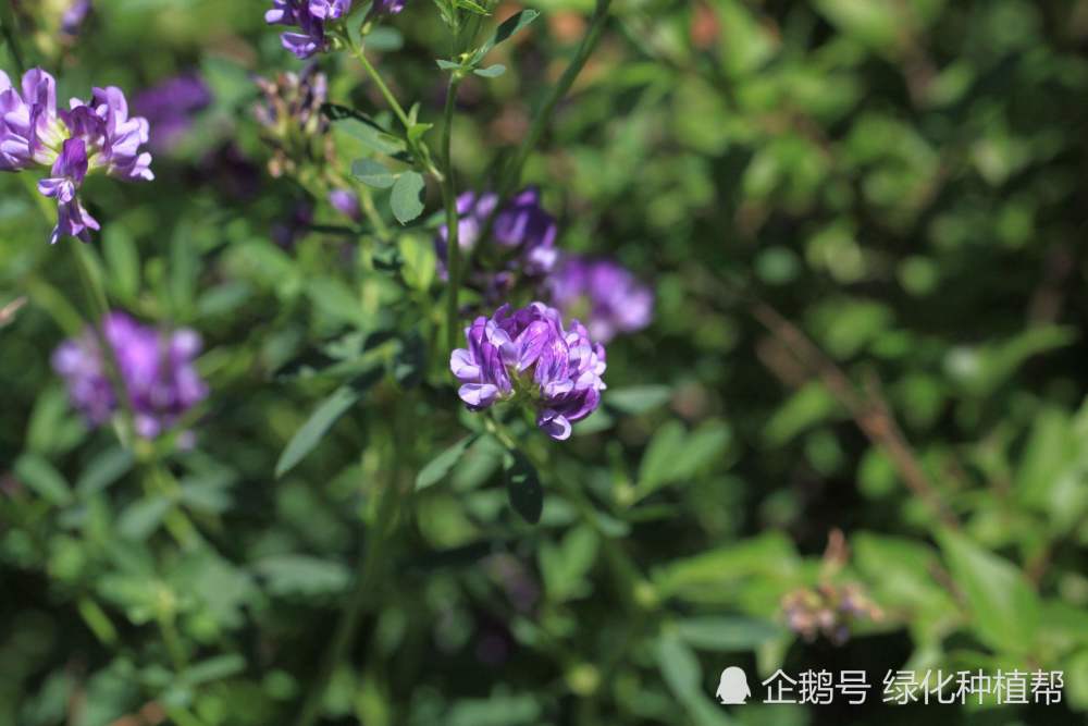 "牧草之王"紫花苜蓿,颜值高,营养多,种子发芽测试