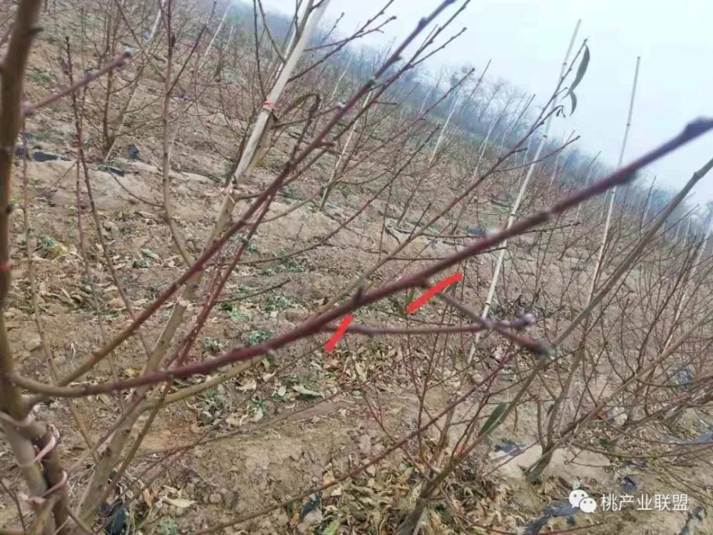 桃树冬剪疏枝时是疏平了好还是留桩好?