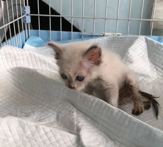 小布偶猫因病被遗弃它自己跑到宠物医院求助太让人心疼了