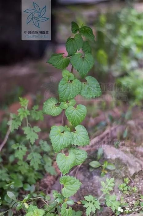 性味功效《全国中草药汇编 淡,凉 散瘀散肿,止血止痛.