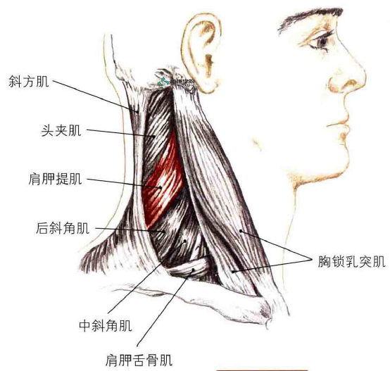 触诊会发现肩胛上角附近的肌肉僵硬,严重者甚至肩胛骨被肌肉拉高,看