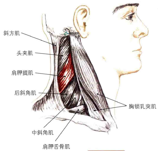 拉伸丨肩胛提肌