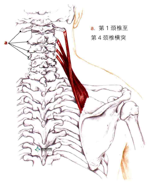 肩胛提肌变紧,会直接引起肩胛上角附近的疼痛,触诊会发现肩胛上角