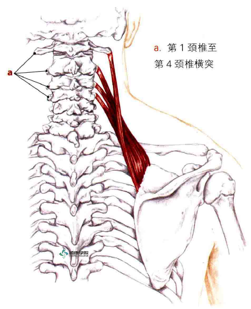 拉伸丨肩胛提肌