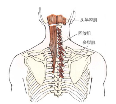 解剖:颈半棘肌,头半棘肌,多裂肌,回旋肌.