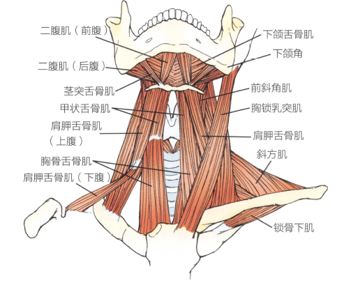 放松颈椎前部的浅层肌肉 浅层颈前肌包括舌骨上肌群和舌骨下肌群 功能