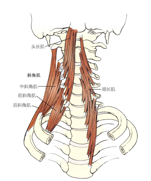 解剖:头长肌,颈长肌,颈交感神经.