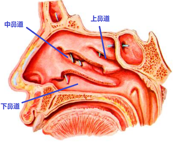 支气管镜:过鼻腔,100%过声门的方法(附视频)