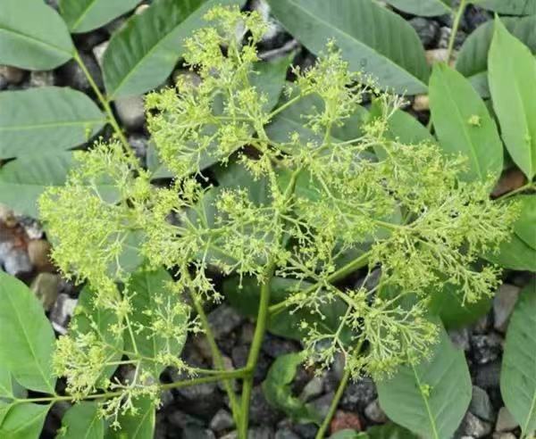 四川首次发现国家重点保护野生植物伞花木群落