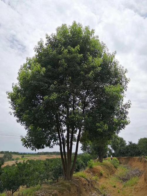 丛生香樟树种植技术及培育种植方法