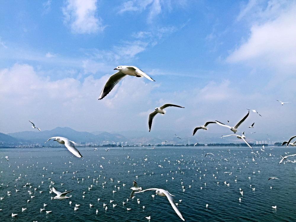 向往的冬天,整座城市和海鸥热恋,打卡昆明滇池海埂大坝喂海鸥