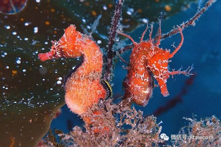 物种图册-花海马