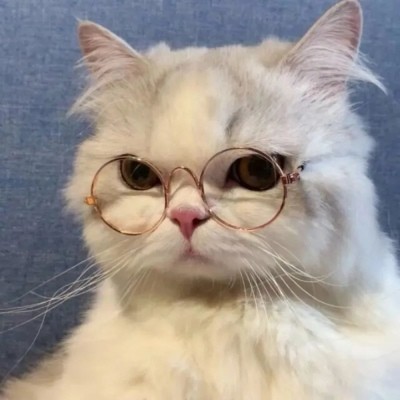 2020超萌可爱治愈系猫咪qq头像
